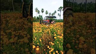 agriculturestatustamil farmingtamil agriculturetamiltractorlover mahindranovo605crdirotavators [upl. by Dlabihcra265]