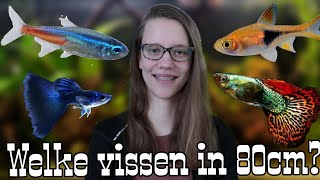 Welke VISSEN kunnen in 80cm AQUARIUM VISBESTAND SAMENSTELLEN Deel 35 Nickey [upl. by Titus]