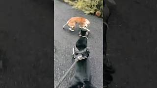 😳😳😳 shocking pitbull straydog ❤️❤️❤️❤️ uncontrollable fight ⚠️lovestraydogs❤️pitbull apbtfight [upl. by Bevus268]