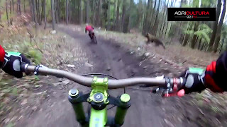 Mira el escalofriante encuentro entre un ciclista y un oso que por poco acaba en tragedia [upl. by Esille]