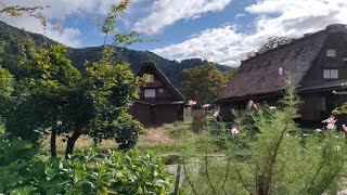 Gujo Hachiman Hida Takayama Shirakawago  Day Tour  September 2024 [upl. by Aneetsirk]