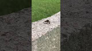 ROBBER FLY ASILIDAE EATING YELLOW JACKET nature [upl. by Ailaht941]