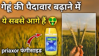 गेहूं में बालियां निकलते समय बस एक धिड़काव  gehu me priaxor fungicide kab dale [upl. by Maxfield]