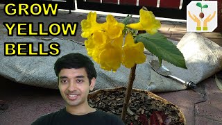 How to Grow Yellow Bells  Tecoma Stans from Cutting [upl. by Oznerol252]