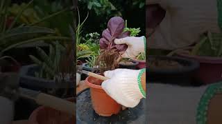 Propagating Calathea DottiePlant propagation houseplants [upl. by Niltag189]