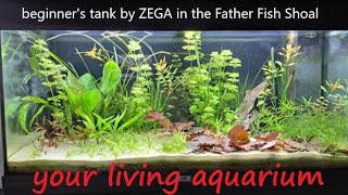 How to Start A Dirt Substrate Planted Aquarium [upl. by Airym]