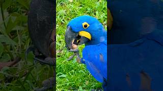 Hyacinth Macaw  Bird Paradise [upl. by Canter903]