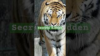 Even Megan Fox would feel insecure tiger nature shorts youtubeshorts explore wildlife reels [upl. by Gibbeon]