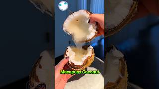 macapuno coconut tree mutations by S1V2 [upl. by Victorie428]