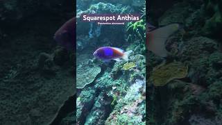 Stunning Squarespot Anthias in the Wild  Beautiful fish  shorts fish nature ocean aquarium [upl. by Auqenahs]