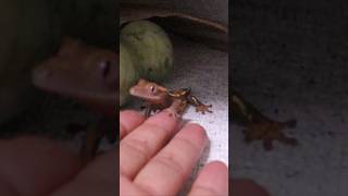 Cute crested gecko lizard giving a hand out of nowhere [upl. by Atilrac681]