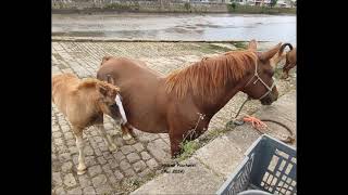 V1 Fête du cheval Landerneau 29 [upl. by Nrehtak]