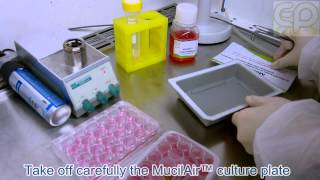 Protocol quotPut MucilAir™ into culturequot HD 720p  Epithelix [upl. by Leonie]