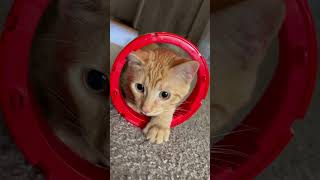 Tubecat cat moments funny cute explore momlife cats [upl. by Glynn]