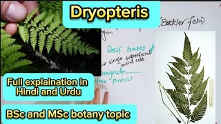 DryopterisPteropsida classPteridophytesBsc botany topic [upl. by Ecinwahs]