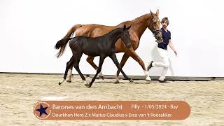 20 Barones van den Ambacht [upl. by Chaiken]