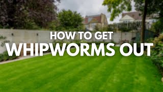 How to Get Whipworms Out of Yard  Whipworm Treatment [upl. by Freddy]