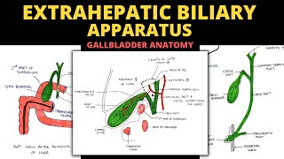 Extrahepatic Biliary Apparatus  Gall Bladder Anatomy  Abdomen Anatomy [upl. by Mosera]