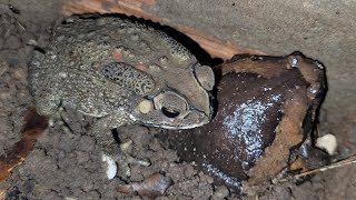 Bullfrog and Toad are in after rainy [upl. by Maryjo]