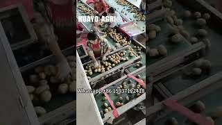 Automatic Potato Grader Equipment for Potato Sweet Potato  Carrot farm [upl. by Ola30]