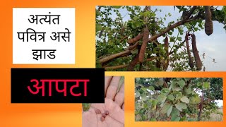 aapta plant आपटा वृक्ष apta plant dashera omb universe shami [upl. by Bik]