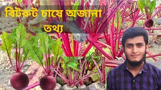 Beetroot cultivation method বিটরুট চাষের নিয়মকিভাবে বিটরুট চাষ করবেন। [upl. by Olympie]