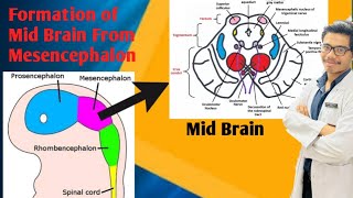 Development of Mid Brain Development of Brainstem  Derivative of Mesencephalon [upl. by Corkhill]