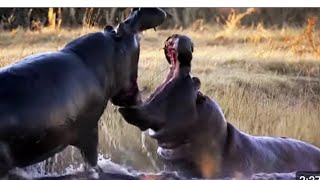 Buffolo Vs Hippo  Loin Vs Buffolo [upl. by Nabois40]