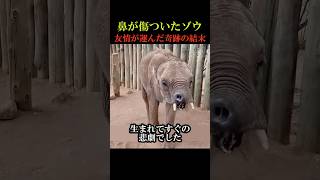 ㊗️230万再生！鼻が傷ついたゾウ 友情が運んだ奇跡の結末 動物 感動 animals [upl. by Aicarg736]