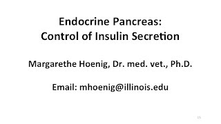 Endocrine Pancreas Control of Insulin Secretion [upl. by Benjamen]