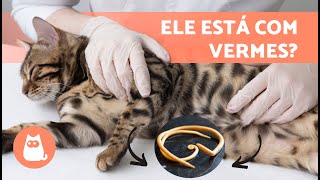 VERMES em GATOS 🐱🐛  Sintomas contágio e tratamento natural [upl. by Esilanna]