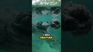 Está Criatura é muito ASSUST4DORA animals curiosidades viralvideo shorts crocodile meme [upl. by Clive711]