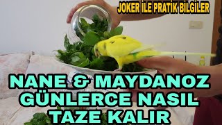 NANE ve MAYDONOZ GÜNLERCE NASIL TAZE KALABİLİR İŞTE CEVABI  JOKER İLE PRATİK BİLGİLER [upl. by Ellehc484]