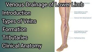 Venous Drainage of Lower limb [upl. by Anabel361]