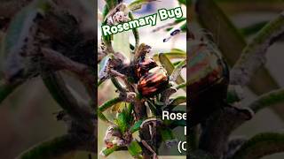 Chrysolina americana rosemary insects garden rosemarybug shorts shortsvideo beetle [upl. by Spielman]