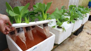 Growing Hydroponic Vegetable Garden at Home  Easy for Beginners [upl. by Berton]