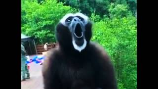 The screaming gibbon [upl. by Llerrem]