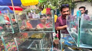 Recent Aquarium Fish Price Update  Galiff street Fish Market  Galiff Street new video 23th jun [upl. by Engud]