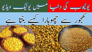 Khajoor Se Chohara Kase Banta haHow To Make Dateکھجور سے چھوہارا کیسے بنتا ہےKabisha Food Secrets [upl. by Aener433]