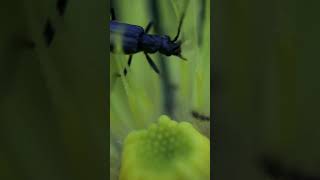 Samer  lingen insecten macro [upl. by Neff438]