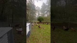 Fresh grass for the chickens on a foggy morning chickens homestead [upl. by Jephum5]