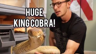 KING COBRA UPDATE [upl. by Tippets]