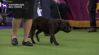 Staffordshire Bull Terrier  Breed Judging 2020 [upl. by Fee]