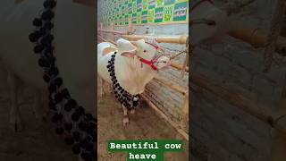 MashAllah beautiful cow white beauty song newsong newsong love love lovesong [upl. by Ahsinad425]