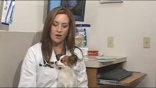 How to Treat a Dogs Ear Hematoma [upl. by Carew]