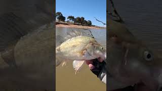 Yellowbelly release in slow motion fishing yellowbellyfishing [upl. by Litta]