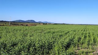 Sorgo Boliviano Feijão Guandu e Mandioca na Fazenda Petrolina IV em Roraima [upl. by Anirb]