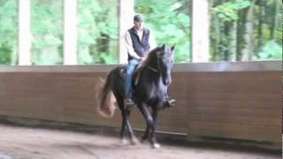 Fancy Rocky Mountain Horse For Sale Amos Moses [upl. by Andeee310]