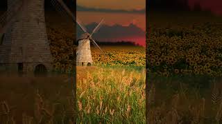 Sunflower Field Wind Mill and Meadow Sounds Best for Sleep and Study sleepsounds whitenoise [upl. by Campagna265]