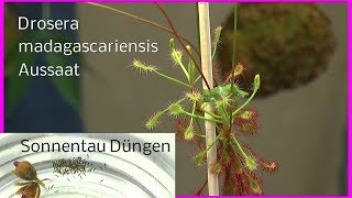 Drosera Sonnentau madagascariensis Aussaat nach der Blüte [upl. by Eimmit]